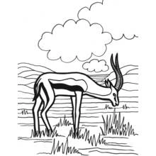Antelope grazing in the savanna coloring page
