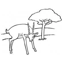 Antelope standing near a tree coloring page