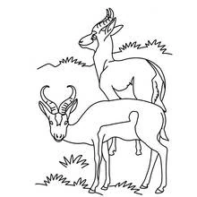 Antelope pair standing in tall grass coloring page