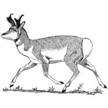 Antelope running across the ground coloring page
