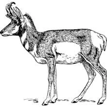 Antelope standing in profile coloring page
