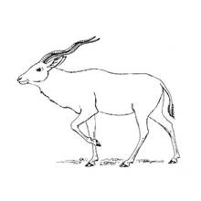Antelope walking with long twisted horns coloring page