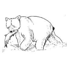 Bear walking with a fish in its mouth coloring page