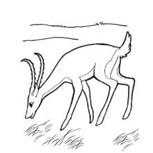 Antelope grazing on the grass coloring page