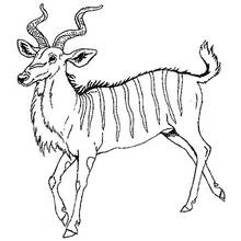 Antelope with spiral horns standing coloring page