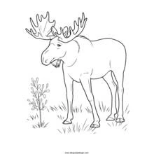 Moose standing in the grass coloring page