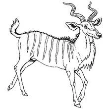 Antelope with spiral horns standing coloring page