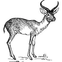 Antelope standing in profile coloring page