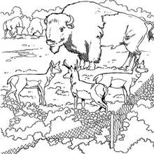 Antelope trio with bison in the background coloring page