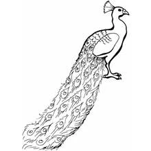 Peacock with long tail feathers coloring page