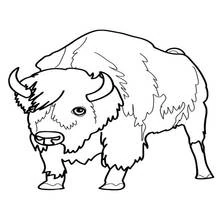 Bison standing with a shaggy mane coloring page