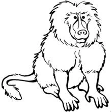 Baboon - Free printable coloring pages