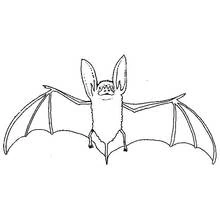 Bat with wings fully spread coloring page