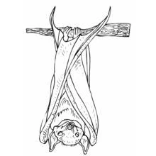 Bat hanging upside down from a branch coloring page