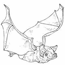 Bat flying with wings spread coloring page