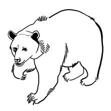 Bear walking on all fours coloring page