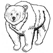 Grizzly bear standing on four legs coloring page
