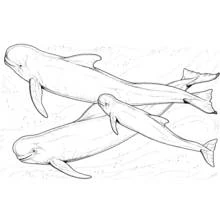 Beluga whales swimming together coloring page