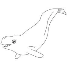 Beluga swimming with mouth open coloring page