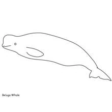 Beluga - Free printable coloring pages