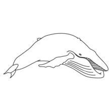 Beluga swimming with open mouth coloring page