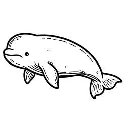 Beluga swimming gently coloring page