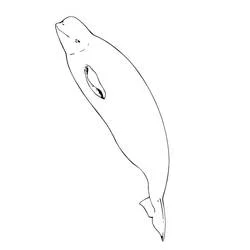 Beluga swimming diagonally coloring page
