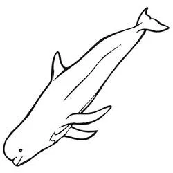 Beluga swimming diagonally coloring page
