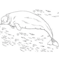 Beluga swimming among fish shadows coloring page