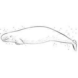 Beluga swimming underwater coloring page