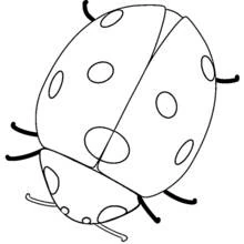 Ladybug with round spots seen from above coloring page
