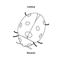 Beetle with round spotted wings coloring page