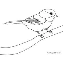 Black-capped chickadee perched on a branch coloring page