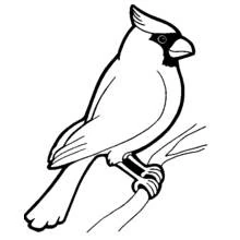 Cardinal perched on a branch coloring page