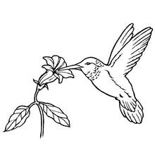 Hummingbird feeding from a flower coloring page