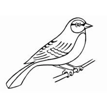Bird perched on a branch coloring page