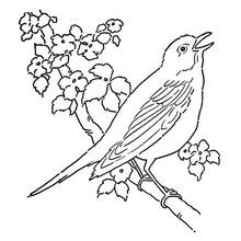 Bird singing on a blossom branch coloring page