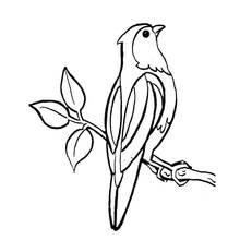 Bird perched on a leafy branch coloring page