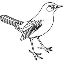 Bird standing with tail feathers spread coloring page