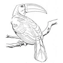 Toucan perched on a branch coloring page