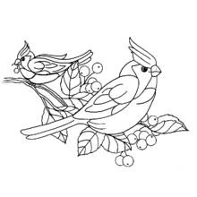 Two cardinals perched on a branch with berries coloring page