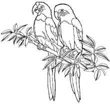 Two parrots perched on a leafy branch coloring page
