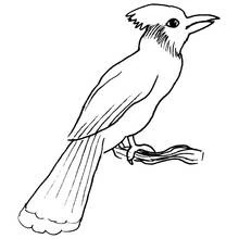Crested bird perched on a branch coloring page