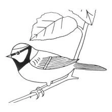 Small bird perched on a branch under a leaf coloring page