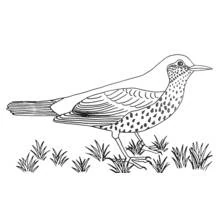 Song thrush walking in the grass coloring page