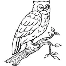 Owl perched on a branch coloring page