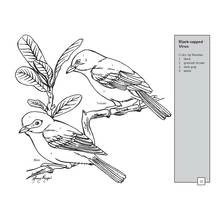 Black-capped vireo pair perched on a branch coloring page