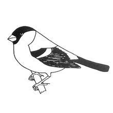 Bullfinch perched on a branch coloring page