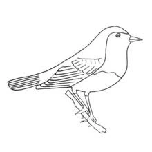 Robin perched on a branch coloring page