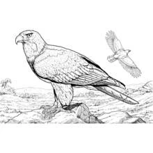 Eagle perched on a rock with another flying coloring page